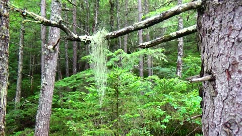 Old Man's Beard