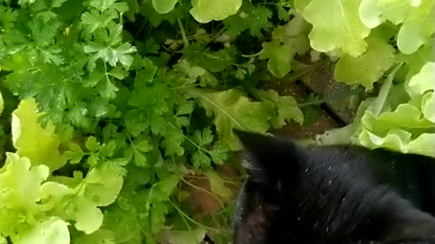 Black panther roams into John Wolfy's garden