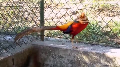 Beautiful Golden Pheasants and Wading Birds