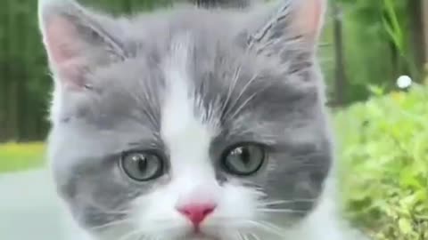 Cute little cats . A beautiful moment #1401 - #shorts4K Videos Cute Cats<<<
