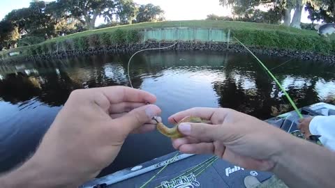 Fishing For Anything With Swim Bait