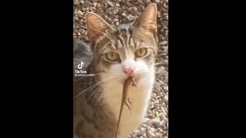 FUNNY CAT MEMES COMPILATION OF 2023