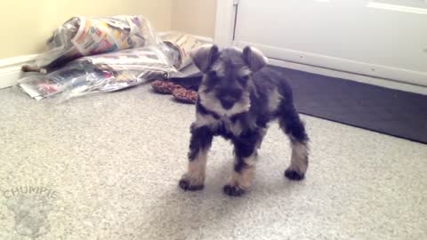 Cute Mini Schnauzer Puppy Comes Home - ChumpieTheDog