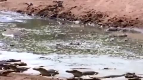 Violent Attack - Angry Monkey Mother Squeezes Crocodile's Neck To Save Baby Monkey From Huge Mouth