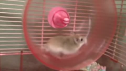 Hamster wheel fail