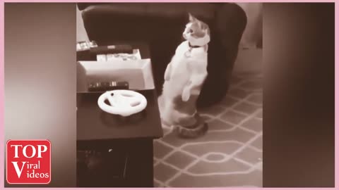 Cats viral video episode 1