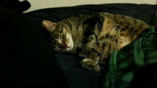 A cat is mic'd up because he snores loudly. But what else was captured on audio is beyond adorable!