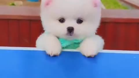 How cute 😍 dog