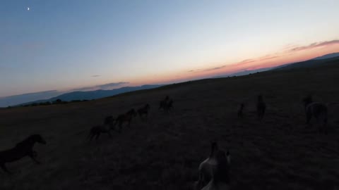 low key Aerial fpv drone shot of a herd of wild horses running on a green spring field at the sunset