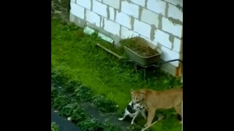 Lion Attacks Dog