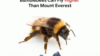 Did you know? Bees can fly higher than Mount Everest