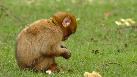 a brown monkey eating bread