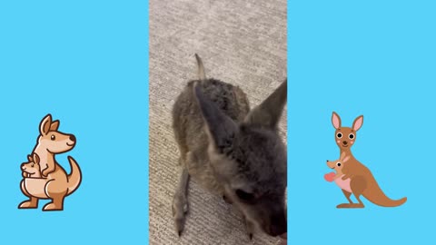Baby Pets in Their Natural Hilarity