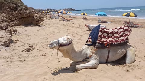 Vidéo Camel Marocaine in the Beach Imouran Agadir Morocco