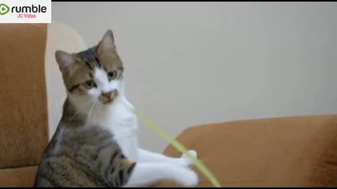 Funny cat shorts video.... Viral shorts
