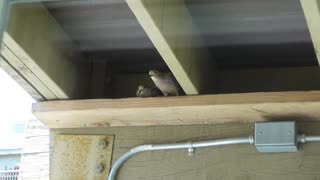 Creating a Home For a Nesting Mourning Dove