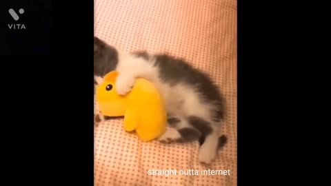 Funny cat videos cute cat