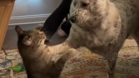 cat and dog play fighting.