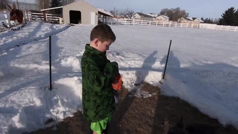 Kaleb Falls in Chicken Poop, but Catches a Chicken on His Own!