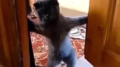 Funny cat