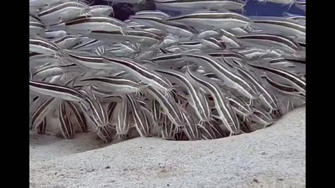Wave of Striped CatFish 🥰🥰