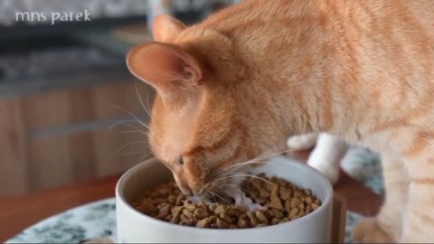 Cats Eat Alone Very Satisfied.