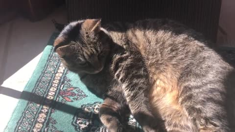 April 20, 2020 - Belle Bells The Cat on How to Enjoy Isolation