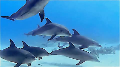 Dolphins swimming under water is so cool and satisfying.