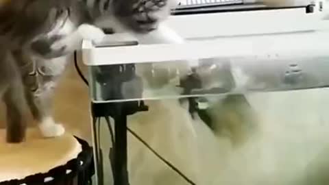 The cat wanted to catch fish, but the fish also took it as prey