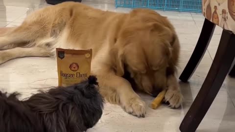 Say Goodbye to your doggo's boredom with cheese hard bars🐶|Customer Testimonial|