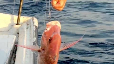 fishing Porgy Fish with hooks in persian gulf #fishing #shorts