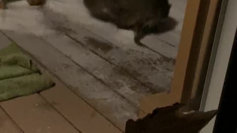 RACCOON VISIT IN THE NIGHT