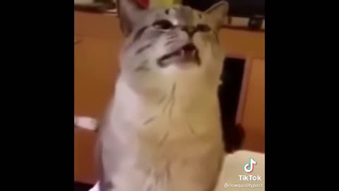 BEST CAT MEMES COMPILATION OF 2022 PART 2