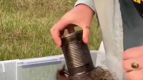 Woodchuck Rescued After Getting Its Head Stuck in Can