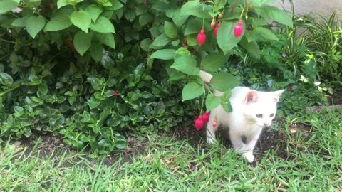 A cat playing