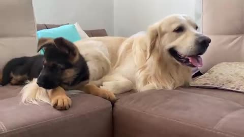 German Shepherd Puppy Plays with Golden Retriever for the First Time!