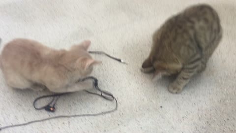 Two cats playing with headphones in my house