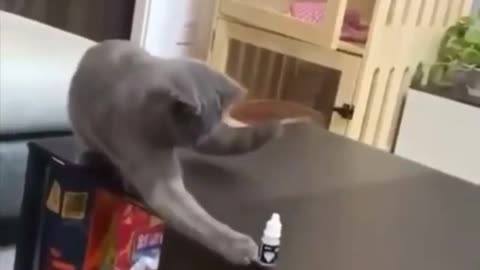 Seeing something on the table bothers them 😂 ! FUNNY CAT VIDEO