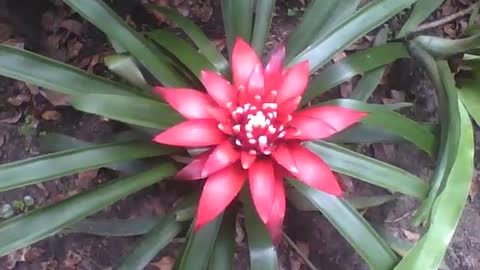 The bromeliad is always pretty, a wonderful flower in the botanical garden! [Nature & Animals]
