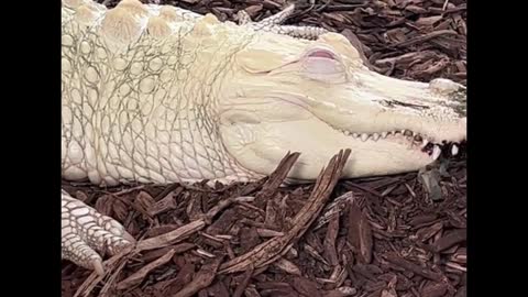 Have you ever seen a white crocodile?