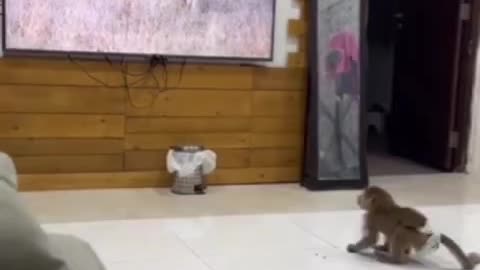 MONKEY SHOCKED!