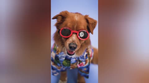 best cute dog funny video
