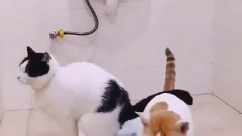 Funny animals video