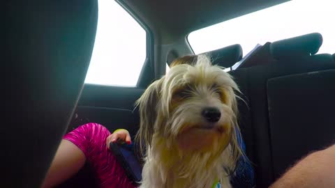 Road Trippin with the Dogs (GoPro)