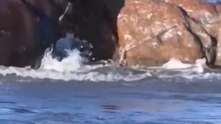 hippopotamus fights a lion and forces him to back off.