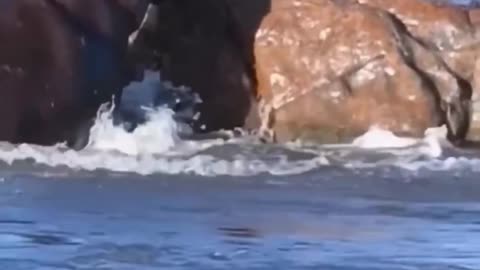 hippopotamus fights a lion and forces him to back off.