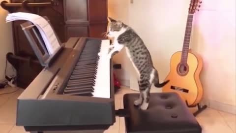 Funny Animal Videos 2022 one more song