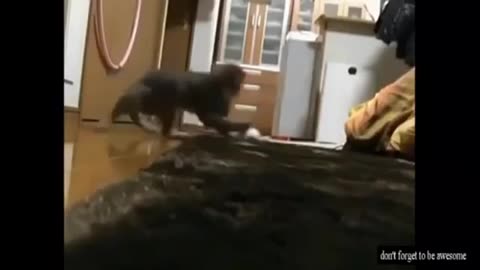 Crazy and Funny Cats 😂 part(2)