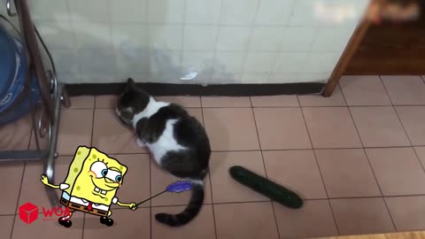 Spongebob Rides a Crazy Dog | Funny Cats and Dogs Videos | Woa Doodles Woa