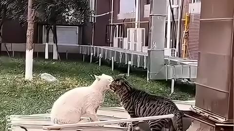 FUNNY ANIMAL||#94CAT FIGHT MAKE YOU LAUGH🤣🤣🤣
